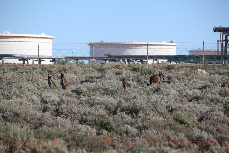 2012-07-06 Santos Refinery-Kangaroos 15