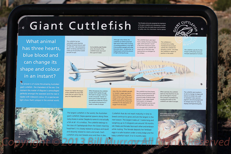 2012-07-17_Cuttle Fish Lookout Sign_2