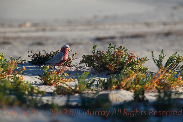 2012-05-15 Cockatoo taken through window_5