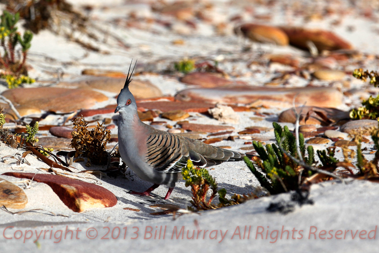 2012-06-11 Pt Lowly Crested Pidgeon_26