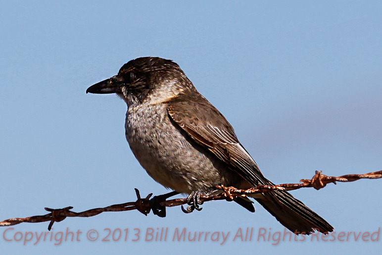 2012-07-10 Bird-Grey Butcher Bird [Cracticus torquatus] Cropped_5479