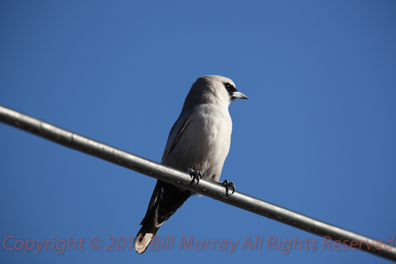 Bird-Black-faced Woodswallow [Atramus cinereus] 18052012_03