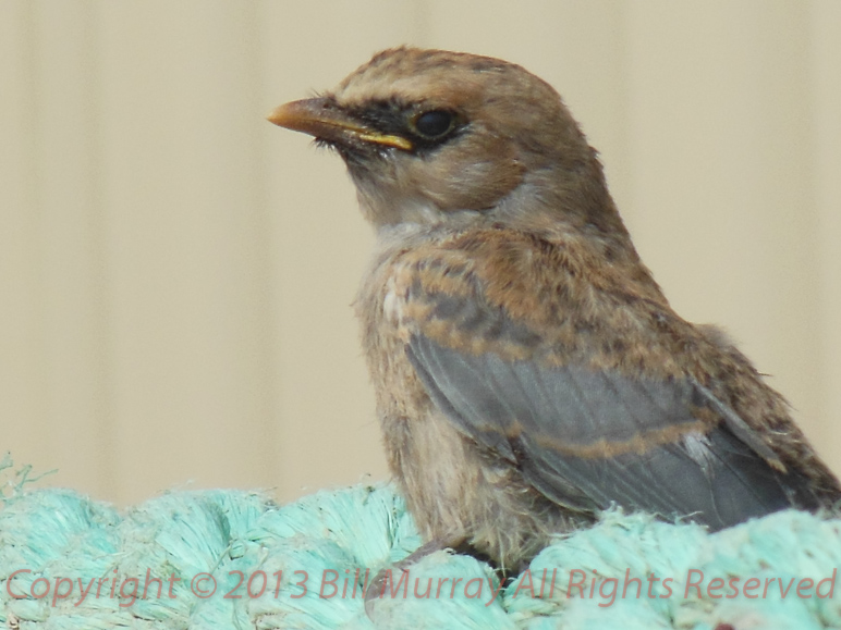 Bird-Black-faced Woodswallow Juvenile [Artamus Cinera - Hybrid] 2012-11-26_1