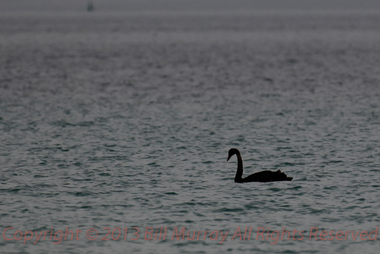 Bird-Black Swan [Cygnus atratus] @ Pt Lowly 2012-11-23_01 Cropped