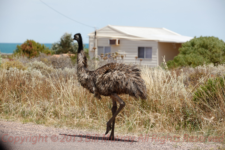 Bird-Emu [Dromaius novaehollandiae] @ Pt Lowly 2012-11-20_04