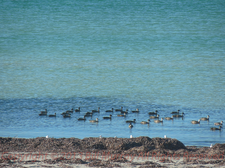 Bird-Grey Teal [Anas gracilis] 2013-01-04_3