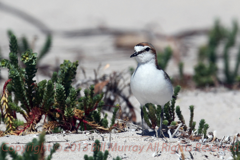 Bird-Red-capped Plover (Charadrius ruficapillus)_Female_03102011_07