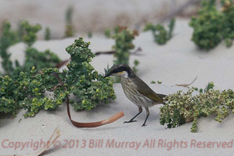 Bird-Singing Honeyeater @ Shack 08042012 GPS N&K&C cropped