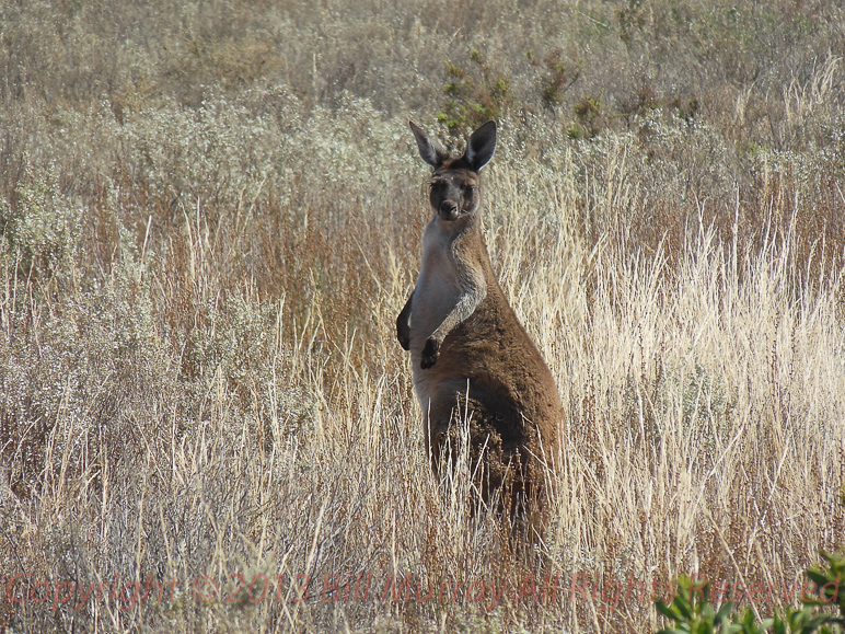 Fauna-Kangaroo @ Pt Lowly 2012-12-10_02