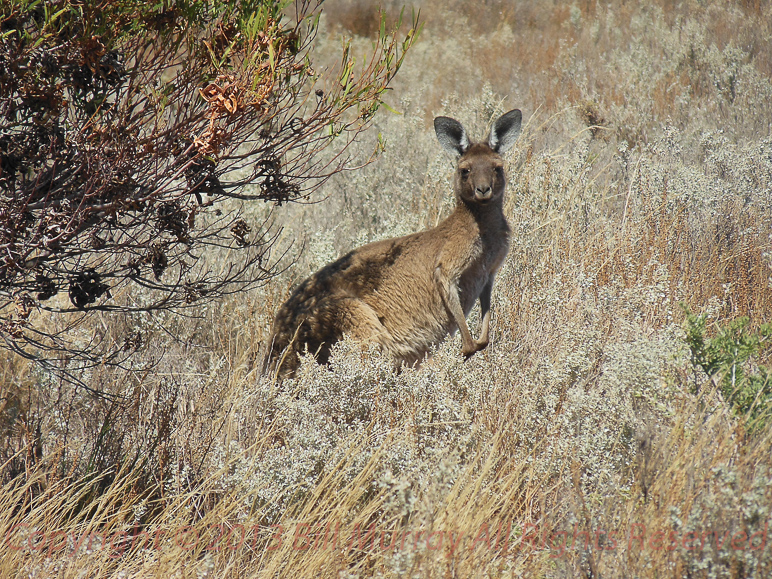 Fauna-Kangaroo @ Pt Lowly 2012-12-10_06