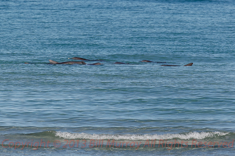 Pt Lowly-Dolphin Pod Encircling Fish  2012-05-20_1