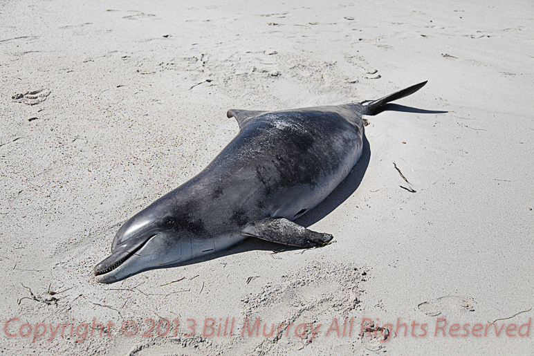 Pt Lowly-Dolphin dead on beach_10092011_4