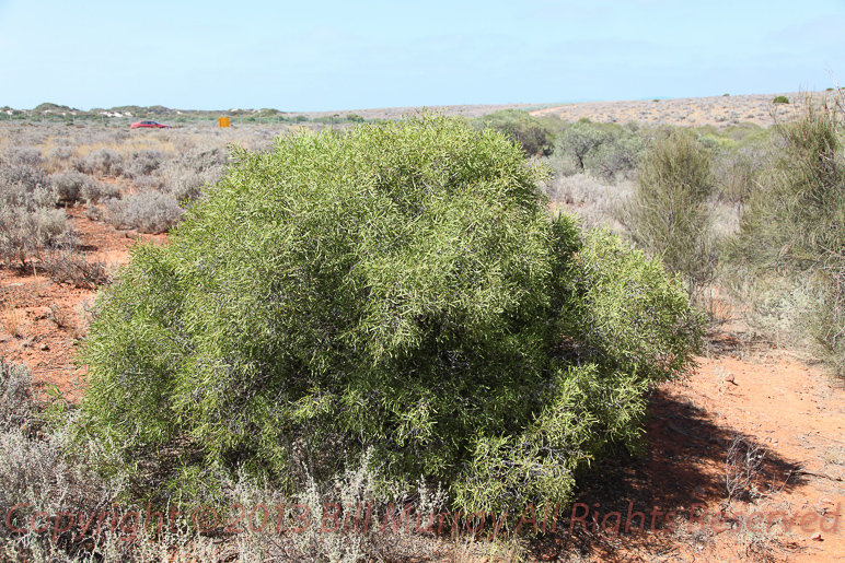 Flora-Sheep Bush [Geijera linearifolia] 2012-11-28_12