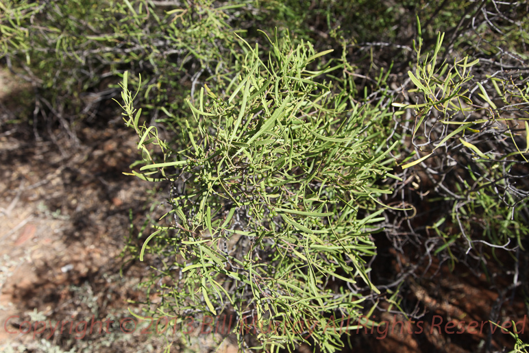Flora-Sheep Bush [Geijera linearifolia] 2012-11-28_13